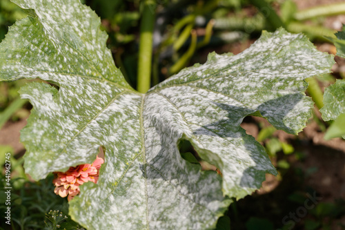 mold on zucchini leaf, zucchini infected with disease photo