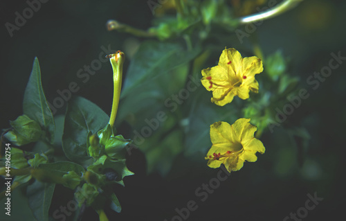 Beautiful yellow flowers of Mirabilis jalapa or The Four o’ Clock in summer garden	
 photo