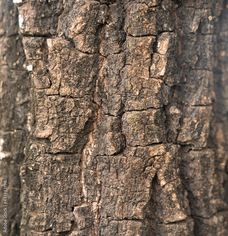 Close-up and cracked bark of hardwood tree. Nature, background and textured photo. Partial focus at the surface. Close-up and cracked bark of hardwood tree. Nature, background and textured photo. Partial focus at the surface.
