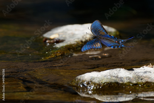水辺を飛び交うカラスアゲハの雄 photo
