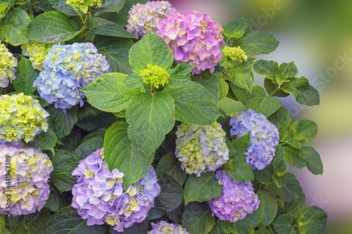 Принти на полотні Beautiful flowers of hydrangea ( Hydrangea macrophylla ) on sunny spring day