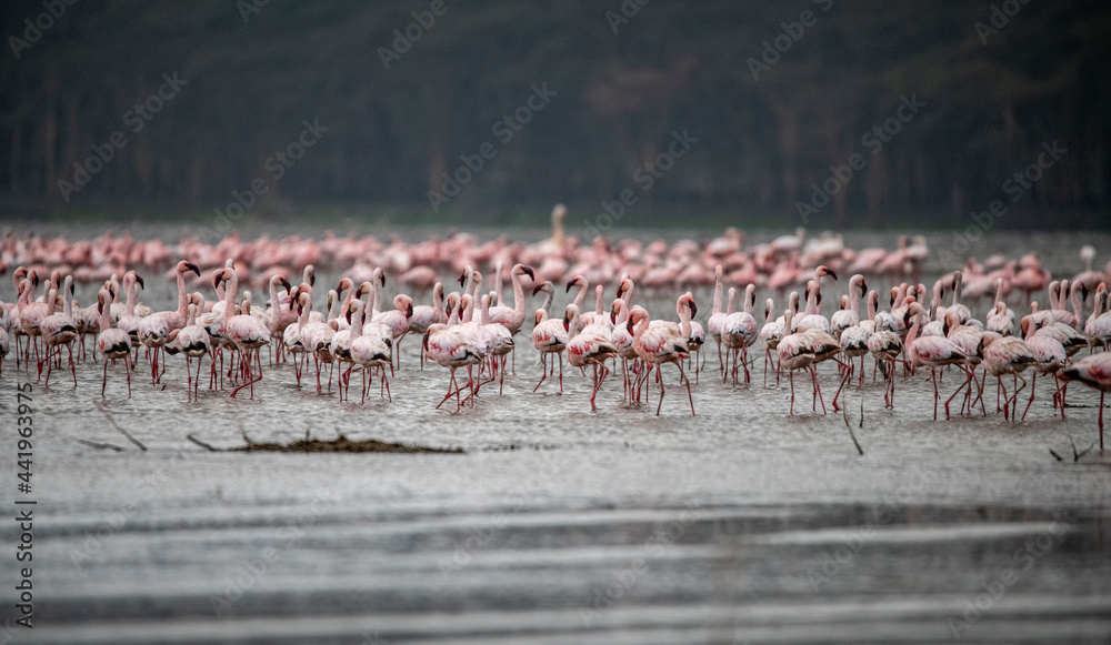 Naklejka premium pink flamingos on a shallow lake against the backdrop of greenery and blue sky 