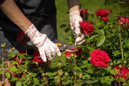 A woman is involved in gardening and farming, a gardener in a straw hat, an apron and a plaid shirt with a pruner cuts a branch of a lush bush with red roses in the garden on a sunny day. photo