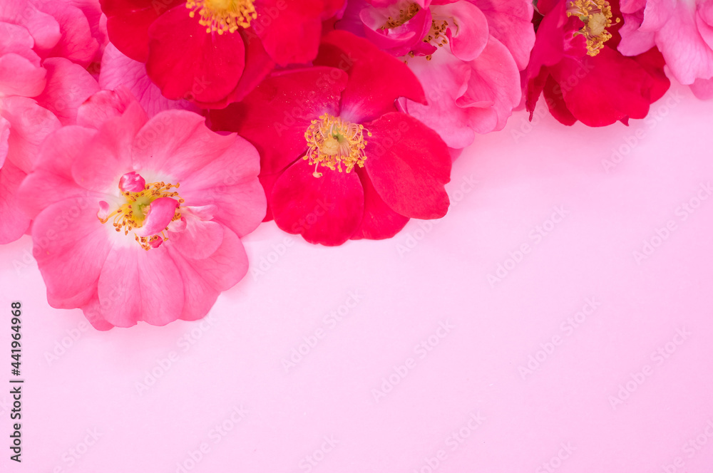pink roses flowers on a pink background pink roses flowers on a pink background