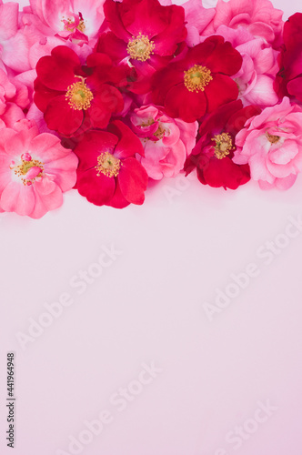 pink roses on a light pink background © divgradcurl