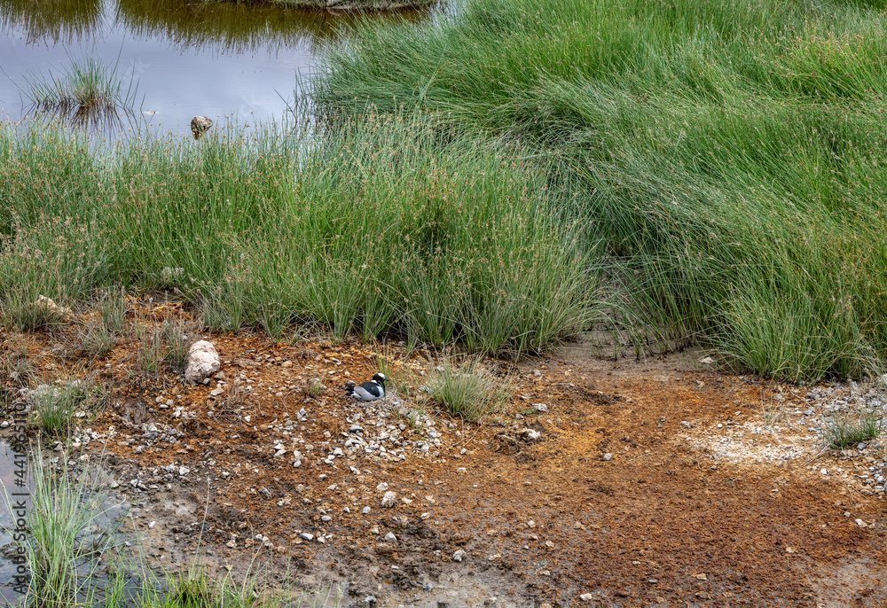 beautiful african bird in the grass near the lake in the national park beautiful african bird in the grass near the lake in the national park