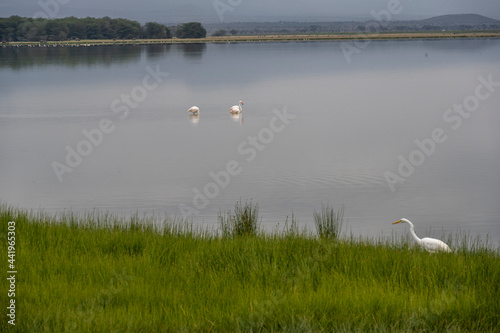 pink flamingos looking for food in green water against a gray sky on the lake