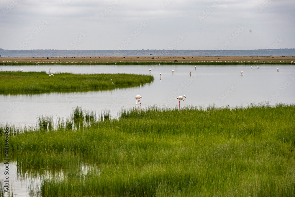 pink flamingos on a shallow lake against the backdrop of greenery and blue sky 