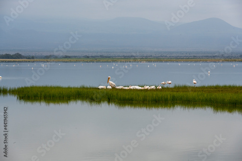 lake with birds and islands on a plateau in a national park in Kenya  © константин константи