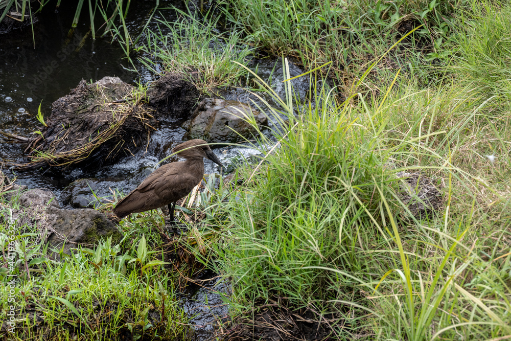 beautiful bright african birds in the national park beautiful bright african birds in the national park