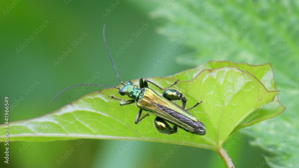Swollen-thighed Beetle, Oedemera nobilis on a green leaf Swollen-thighed Beetle, Oedemera nobilis on a green leaf