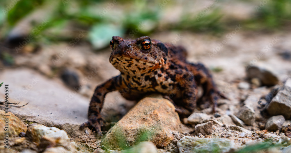 Fototapeta premium Erdkröte