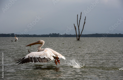white and pink pelicans against the background of an evening lake and dry trees 