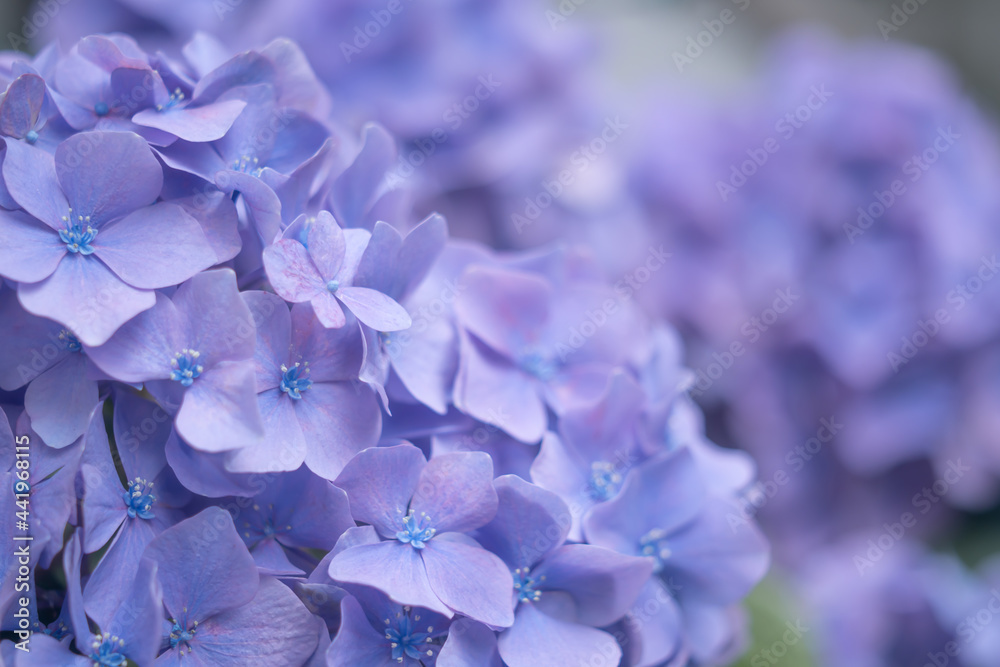 紫陽花