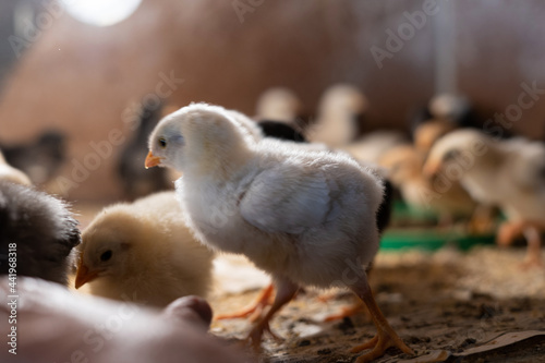 young yellow chicks in industrial breeding farm