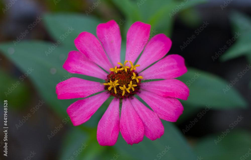 Obraz premium Zinnia pink Flower