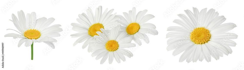 chamomile or daisies isolated on white background with full depth of field. Set or collection. - obrazy, fototapety, plakaty 