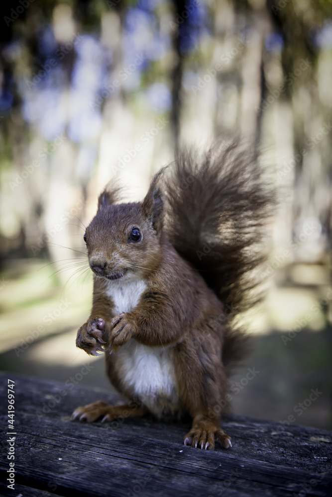 Obraz premium Feeding a squirrel