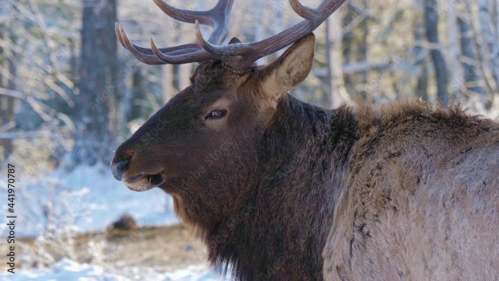 Red deer (Caspian red deer or maral) in the wild, forest or nature reserve. Raising deer in their natural environment. Beautiful winter landscape Red deer (Caspian red deer or maral) in the wild, forest or nature reserve. Raising deer in their natural environment. Beautiful winter landscape
