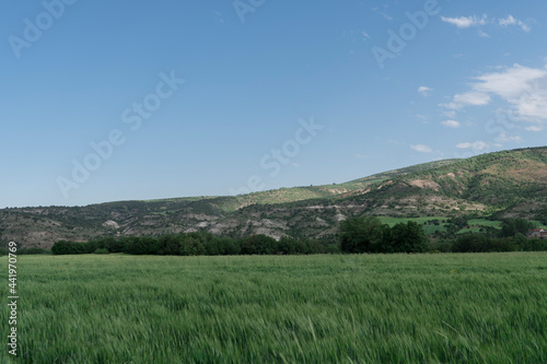 Unripe green ears of wheat in the field unfocused shooting