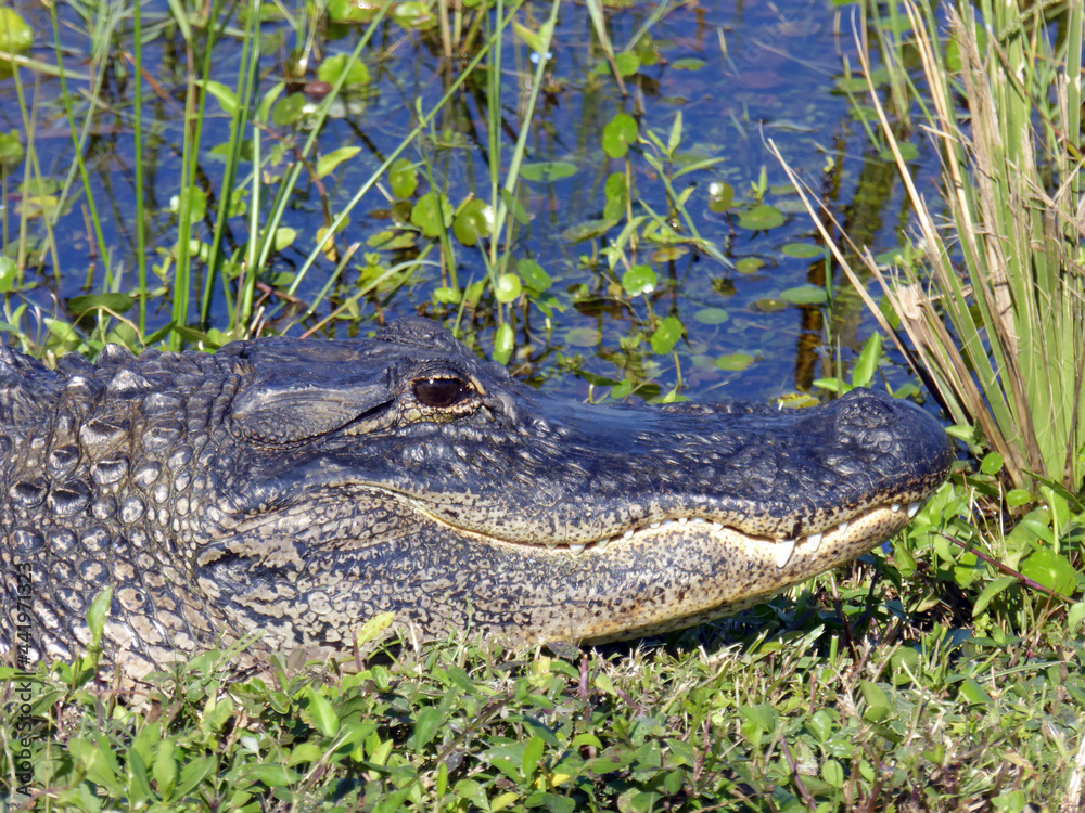 Fototapeta premium Alligator close-up at Viera Weltands