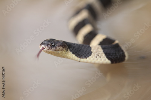 The banded krait is a species of highly venomous snakes found on the Indian Subcontinent and in Southeast Asia.