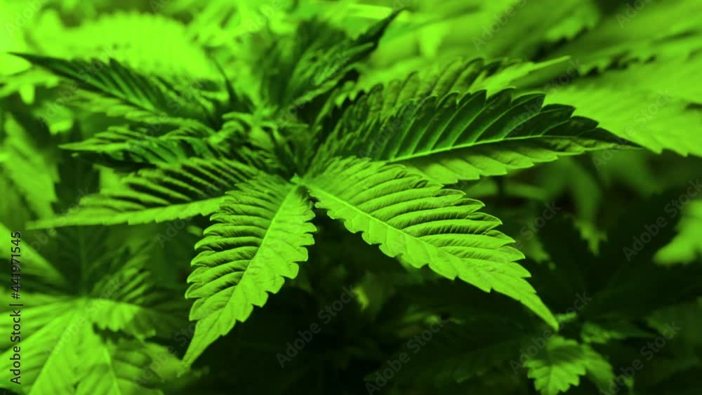 Close-up cannabis plant. Marijuana green leaves, selective focus. Hemp leaf, medical drug. Close-up cannabis plant. Marijuana green leaves, selective focus. Hemp leaf, medical drug.