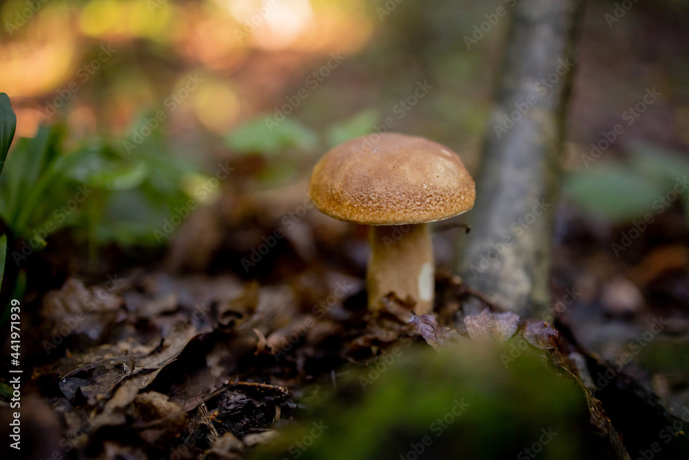 White mushrooms in the woods, on a background of leaves, bright sunlight. Boletus. Mushroom White mushrooms in the woods, on a background of leaves, bright sunlight. Boletus. Mushroom