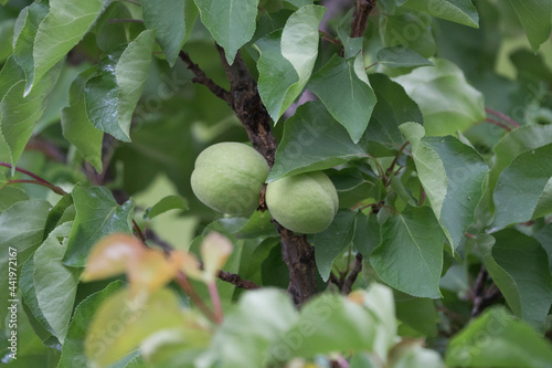 Two organic green apricot hanging on tree branch.Unripe