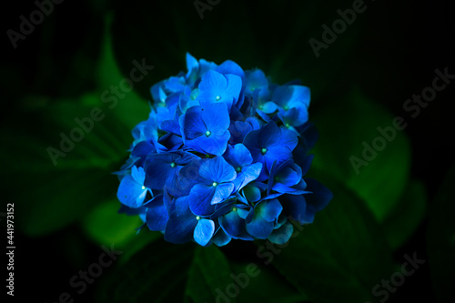 Blue Hydrangea in the Beautiful North Carolina Mountains