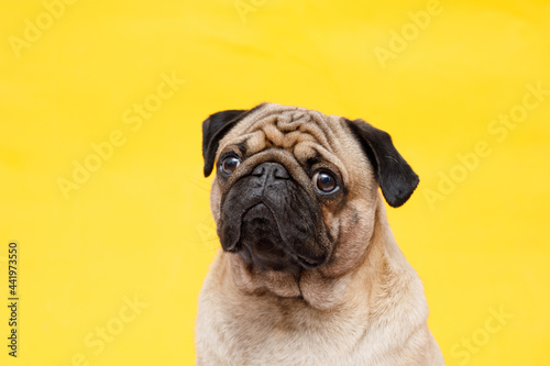 Portrait of adorable, happy dog of the pug breed. Cute smiling dog on yellow background. Free space for text.
