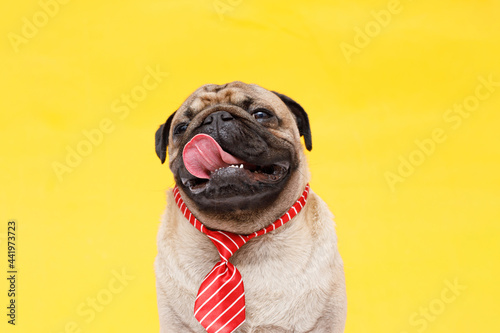 Portrait of happy dog of the pug breed office worker in a tie. Red background. Free space for text.