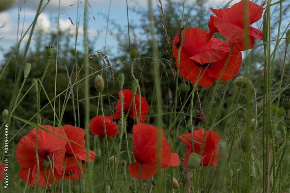 Obraz premium Field poppy. Papaver rhoeas Red poppy