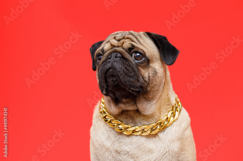 Portrait of adorable, happy dog of the pug breed. Cute smiling dog on red background. Free space for text. © KDdesignphoto