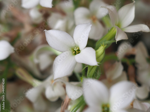 kalanchoe (Saxifragales Crassulaceae) plant white flower