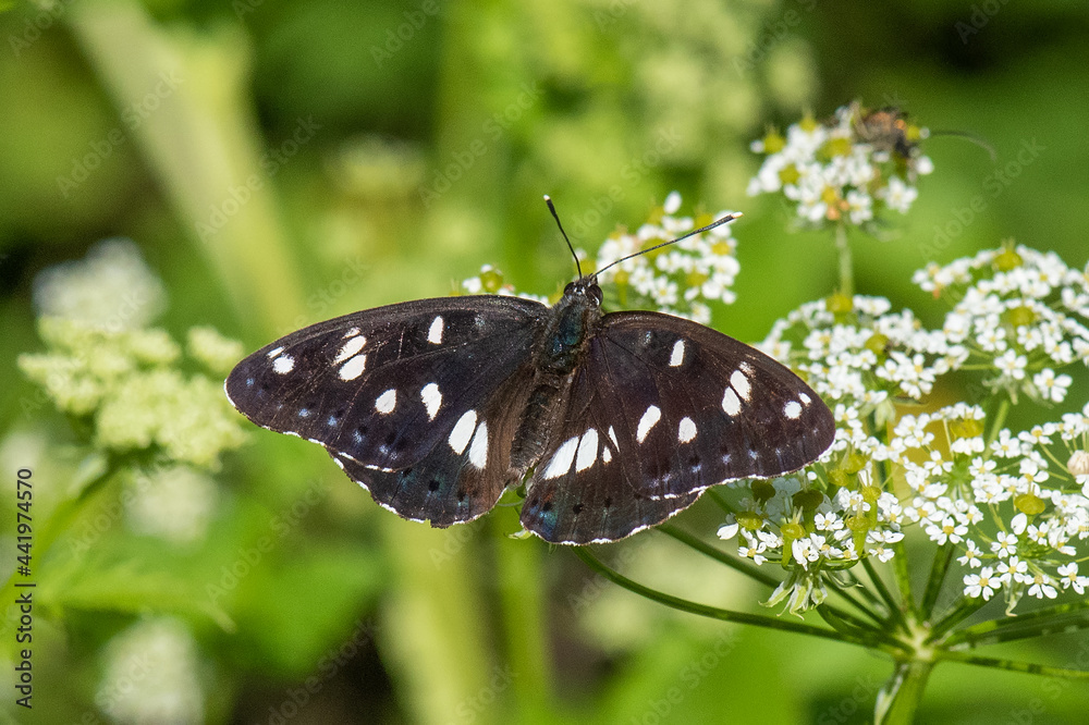 Obraz premium Nymphalidae / Akdeniz Hanımeli Kelebeği / Southern White Admiral / Limenitis reducta