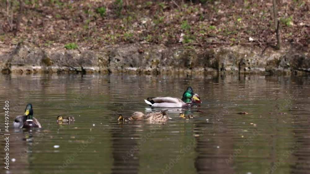 The mallard or wild duck, Anas platyrhynchos is a dabbling duck which breeds throughout the temperate and subtropical Americas, Eurasia, and North Africa. Here swimming on a lake in Munich, Germany. The mallard or wild duck, Anas platyrhynchos is a dabbling duck which breeds throughout the temperate and subtropical Americas, Eurasia, and North Africa. Here swimming on a lake in Munich, Germany.