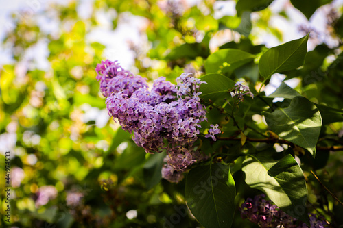 lilac flowers in the garden