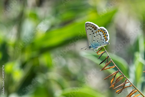  Çokgözlü Gümüş Mavi » Polyommatus loewii » photo