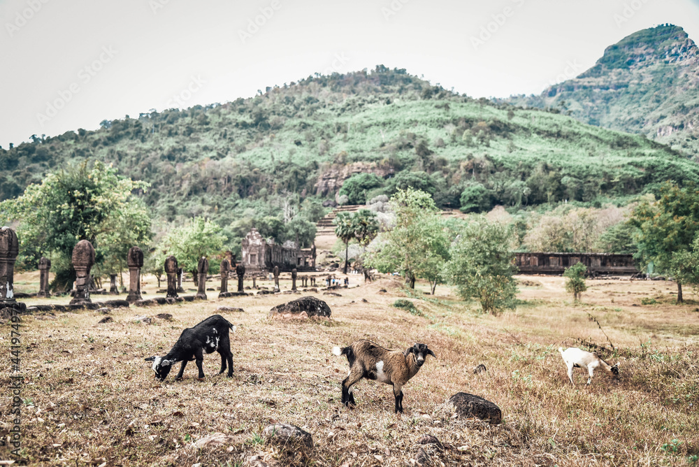 Fototapeta premium Sheep fed by villagers at Wat Phu, an ancient UNESCO World Heritage Site, Champasak Province, Lao