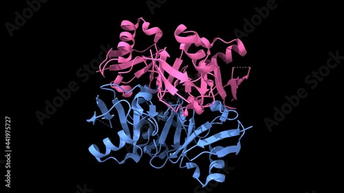 Structure of Lys27-linked triubiquitin, three chains of ubiquitin (blue) and D-ubiquitin (pink) are shown, animated 3D cartoon and Gaussian surface models, based on PDB 5jby, black background photo