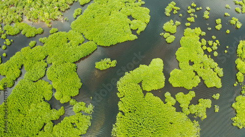 River in tropical mangrove green tree forest top view. Mangrove jungles  trees  river. Mangrove landscape
