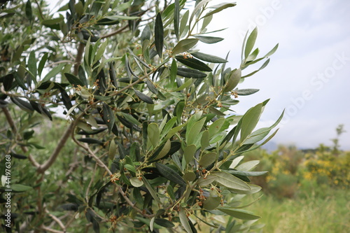 Blooming olive tree against the backdrop of mountains and a cloudy sky on a summer day.  Olive tree branch with flowers and green leaves close-up on a cloudy summer day