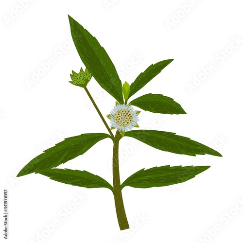 ta Alba, Eclipta Prostrata or Bhringraj, also known as False Daisy, in Indonesia called (Urang Aring), is a herbal medicinal plant that is effective in Ayurvedic medicine. vector illustration. photo