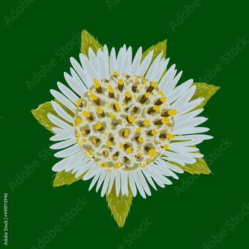 ta Alba, Eclipta Prostrata or Bhringraj, also known as False Daisy, in Indonesia called (Urang Aring), is a herbal medicinal plant that is effective in Ayurvedic medicine. vector illustration.
