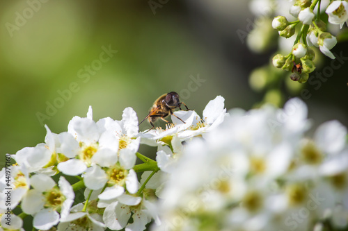 A bumblebee is sitting on a branch of a white cherry tree. Close-up