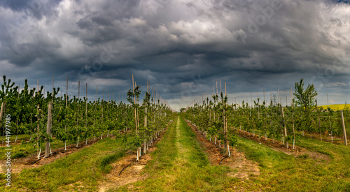 Dramatic view of a shelf cloud over a orchard, panorama view.
