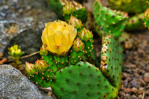 cactus in the desert with blossom  © Hans Steen-Kiel