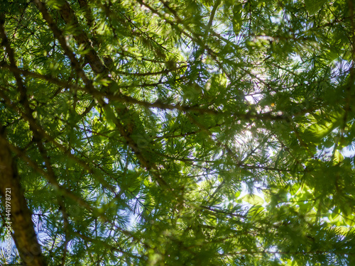 View of the blue sky through the branches of a larch tree.