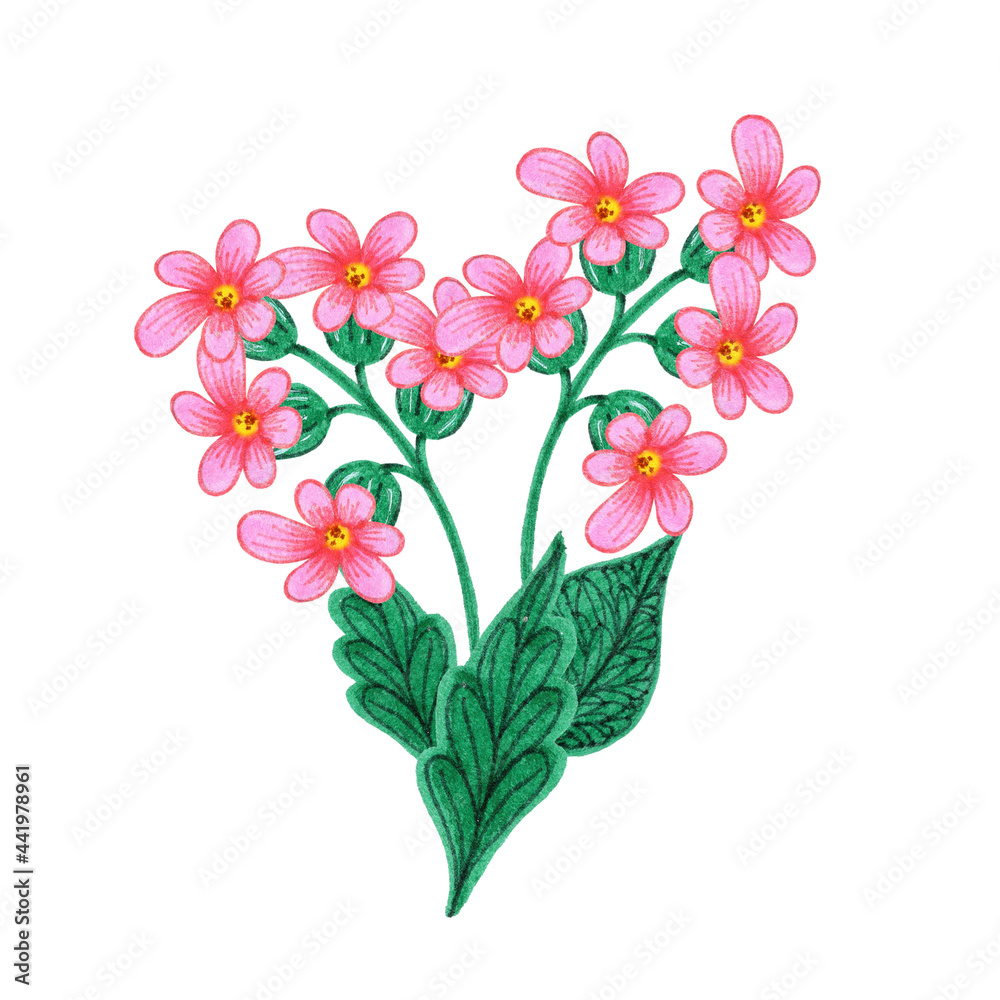 A bouquet of pink flowers with small buds. Hand drawn watercolor painting. Field summer flowering plant. Illustration isolated on white background. An element for creating a floral design.